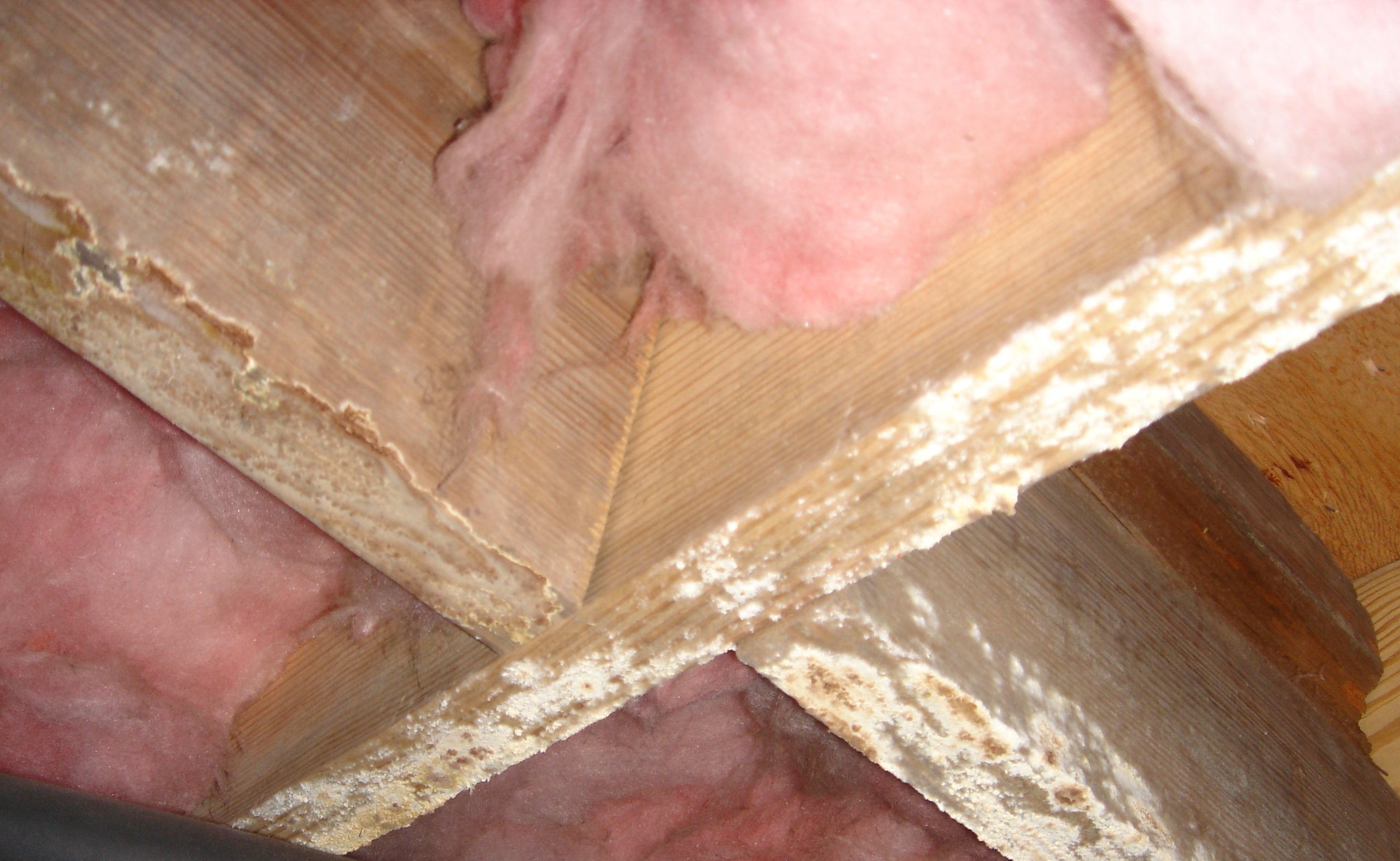 Mold in Crawl Space
